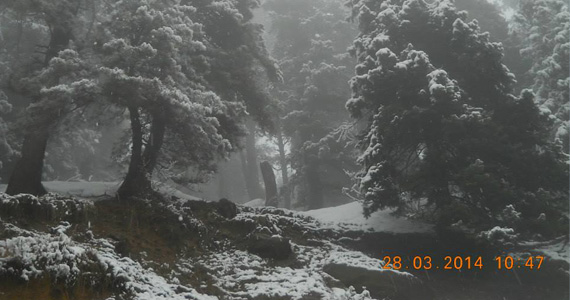 Gulmarg snowed out. Nature at its most beautiful